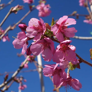 Prunus 'Kursar'