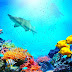 Hình nền HD: cá, các loài cá, thiên nhiên, đại dương, biển, sinh vật biển, dưới nước