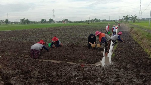 Usai Tanam Padi, Kini Puan Maharani Bantu Petani Tanam Benih Bawang