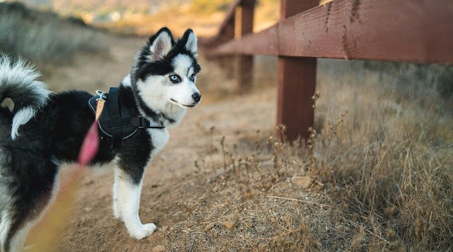 4 Facts about Husky and Pomerian Mix