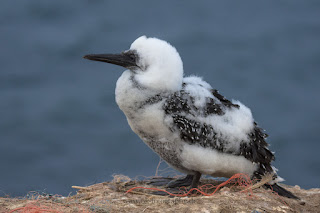 Wildlifefotografie Helgoland Lummenfelsen