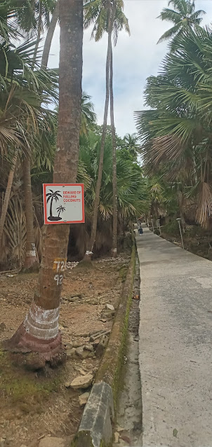 Numerous tall coconut trees on Ross Island.