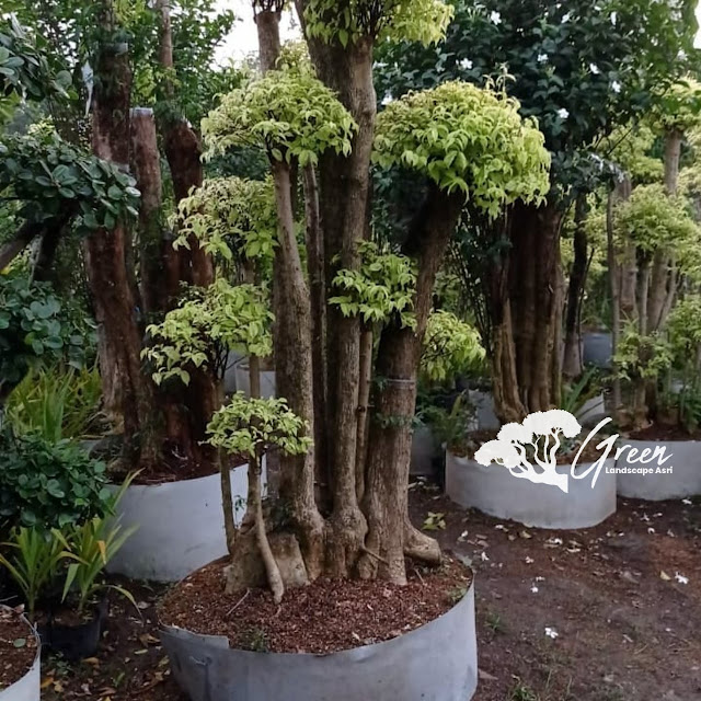 Jual Bonsai Anting Putri di Jombang Langsung Dari Petani