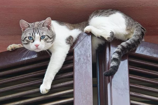 cat sitting on top of door frame