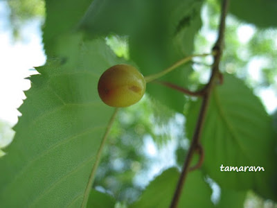 Вишня сахалинская / Вишня Саржента (Cerasus sachalinensis, =Cerasus sargentii)