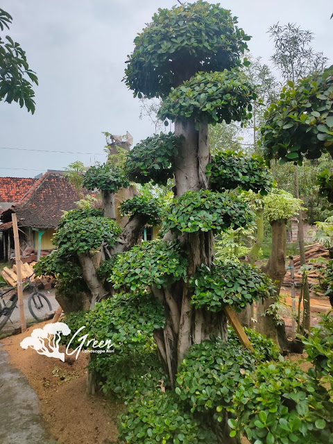 Jual Bonsai Beringin Korea Taman (Pohon Dolar) di Madiun Garansi Mati Terjamin