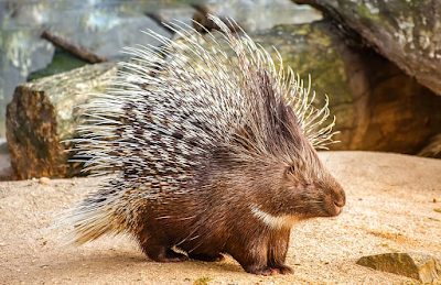 Porcupine Biblical Dream Meaning