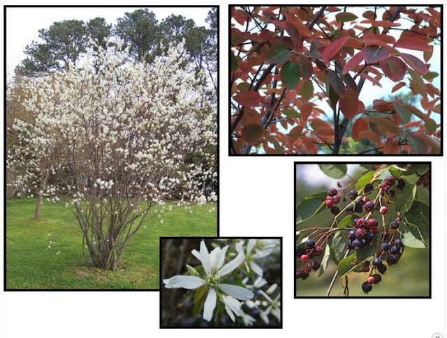 Amelanchier canadensis 'Prince William'