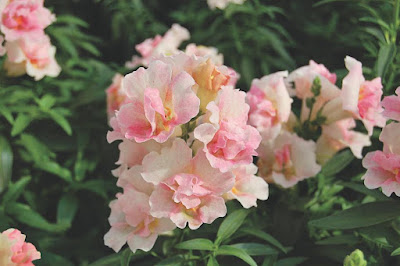 Bunga Snapdragons Jenis Bunga Yang Gampang Hidup