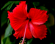 A Red Hibiscus Flower