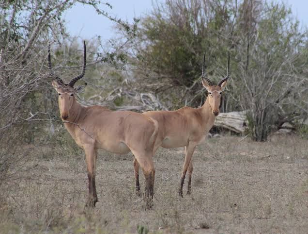 Hirola is one out of the rarest animals in the world.