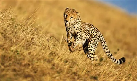 The fastest animal in the world