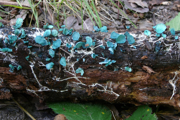 Chlorociboria aeruginascens