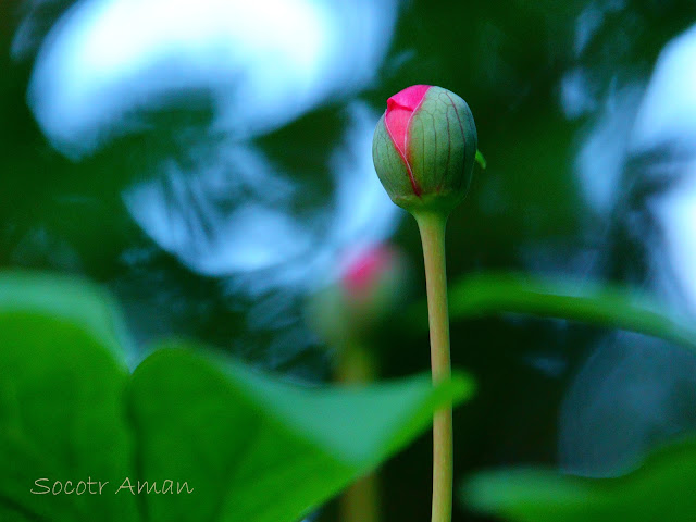 Paeonia obovata