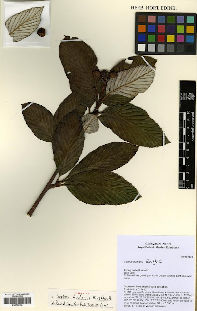Рябина Хадсона / Гриффитария Хадсона (Sorbus hudsonii, =Griffitharia hudsonii)
