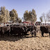Ganadería participó en un encuentro del Instituto de Promoción de la Carne Vacuna Argentina en General Alvear