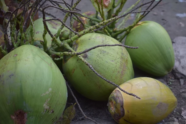 Green coconut images hd
