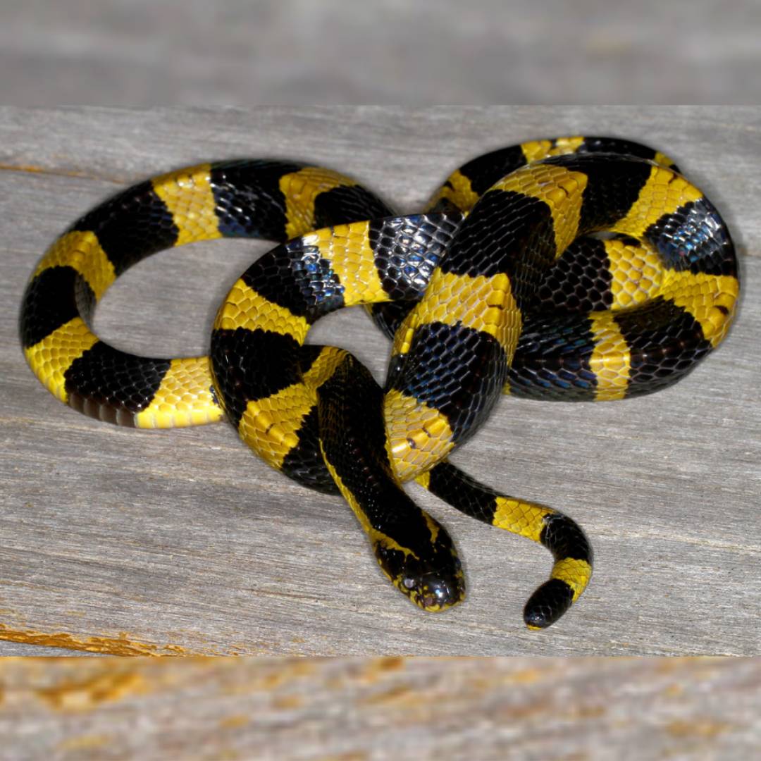 Banded krait (Bungarus fasciatus), Indian Banded krait (Bungarus fasciatus), Venomous Snake, Viperidae, Snakebite, Banded krait (Bungarus fasciatus) Species, Geographic Range of Banded krait (Bungarus fasciatus), Venom of Banded krait (Bungarus fasciatus), Snake Behavior of Banded krait (Bungarus fasciatus), Snake Habitat of Banded krait (Bungarus fasciatus), Snakebite Treatment of Banded krait (Bungarus fasciatus), Banded krait (Bungarus fasciatus) Conservation, Antivenom of Banded krait (Bungarus fasciatus), Snake Venom Proteins of Banded krait (Bungarus fasciatus), Snake Characteristics of Banded krait (Bungarus fasciatus), Banded krait (Bungarus fasciatus) Hood, Snake Species, Snakebite Symptoms of Banded krait (Bungarus fasciatus), Wildlife of South Asia
