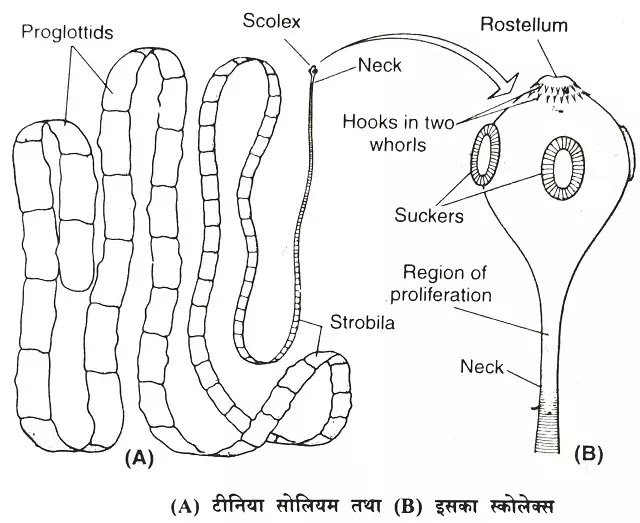 फीताकृमि - टीनिया सोलियम (Tapeworm) : वर्गीकरण, लक्षण, चित्र का वर्णन|hindi