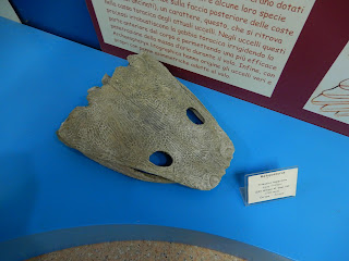 地中海歴史自然博物館のカモノハシのクチバシの化石