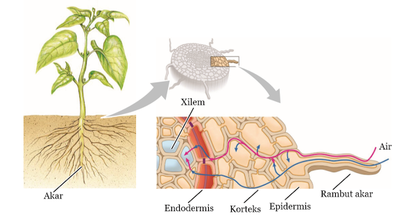 Gambar Jalur Pengangkutan Air Ketika Masuk Ke Dalam Akar