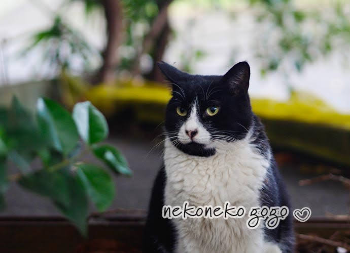 ねこ散歩で会った白黒の猫さん