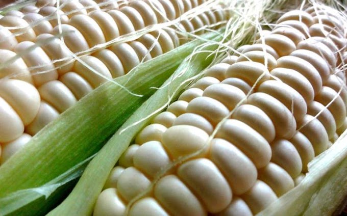 México impone arancel de 50% a la importación de maíz blanco