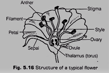 Structure of Flower