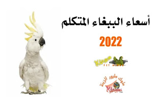 أسعار الببغاء المتكلم  2022