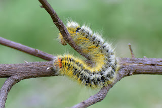 bombix-del-trebol-lasiocampa-trifolii-oruga-