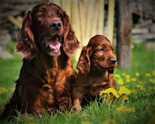 Irish Red Setter History  Despite the fact that the first mention of a dog called a setter is found in the literature of the 16th century, namely in the book De Canibus Britannicus, published in 1570, the Irish setter as an independent breed was formed much later. This happened around the end of the 17th and early 18th centuries.    Characteristics of the breed  popularity                                                           06/10  training                                                                07/10  size                                                                        07/10  mind                                                                     07/10  protection                                                          07/10  Relationships with children                         10/10  Dexterity                                                             07/10  Molting                                                                05/10     Breed Information  How much does a red Irish Setter price?  Country  Ireland  Lifetime  12-15 years  Height  Males: 58-67 cm Females: 55-62 cm  Weight  Males: 27-32 kg Females: 24-29 kg  Length of coat  longhair  Color  chestnut with a red tint, dark or light red  Price  400 - 1200 $   Irish Red Setter, Irish Setter, Red Setter dog    At this time, this breed was already widely known in its homeland and was actively used by hunters, constantly expanding the number of its adherents. Moreover, some Irish nobles had their own kennels, were engaged in breeding and selection, and also kept records in detail telling about crossing, types of coloring, and other characteristic features, from which you can learn a lot about the process of breeding development.  It must be said that in the 18th century, the Irish setter did not have a solid red color, as it is today. This happened precisely because of the selection. There is an assumption that hunters were especially guided by such a color as a monochromatic redhead in order to hide the dog as much as possible and make it more invisible in the forest. After all, if there are white spots on the pet, it is much easier to see.  The breed standard, approved on 29 March 1886 by the Irish Red Setter Club in Dublin, remains virtually unchanged to this day.     Description  These are large dogs, athletic physique, muscular, with a voluminous chest. The color is red. The ears are floppy, the hair is long, the limbs are of medium length, the tail is longer than the average, covered with hair.    Irish Red Setter, Irish Setter, Red Setter dog   Personality  Are Irish Red Setters good friendly pets?  The Irish Setter has all the qualities inherent in a true hereditary hunter. He perfectly feels prey, he has excellent instincts, excellent sense of smell and hearing, sharp eyesight. At the same time, the dog always watches its owner, and if you are a hunter, it will not be difficult for you to teach him to obey not only commands said aloud but also gestures.  By the way, the pet intuitively knows that you need to hunt quietly, you do not need to bark and give out your presence even more so. However, if you are not fond of hunting, this does not mean that the breed is not suitable for you. Quite the opposite. It can be a wonderful family dog, a great companion on any trip, and a friend for the whole family.  His developed mind needs stimulation, and the desire to be with the owner, so to speak, on the same wavelength, to do a useful thing together, helps in training. The dog has a high level of energy and needs long walks, running, exercise, and active play.  Can Irish Setters be aggressive personalities?  He treats children perfectly, loves to spend time with them, plays a variety of games. However, this is an animal of large size, so the child must be taught the correct handling, and also not to leave alone with him children under five years old. Basically, these are affectionate and kind dogs. Some individuals may react nervously to too young children who make a lot of noise and scream. But, in general, they love their family endlessly.  The Irish Setter gets along well with other pets, including cats (if you introduce them at an early age). But there can be problems with smaller animals since it is still hunting dogs. If you live in the private sector, this is a great choice for a dog, but it can also live in a city apartment if you provide the proper level of activity and walks.   Common diseases  What common diseases in Irish setters?  The Irish Setter breed can suffer from certain diseases. This list includes:  hip dysplasia; cancer; hypothyroidism; progressive retinal atrophy (PRA); epilepsy; entropion; hyperosteodystrophy; expansion of the stomach volvulus (bloating); osteosarcoma; von Willebrand disease; open ductus arteriosus; arteritis; celiac disease.