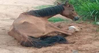  CAVALO MACHUCADO É ABANDONADO NA ESTRADA DO SÍTIO MUQUÉM EM BELO JARDIM