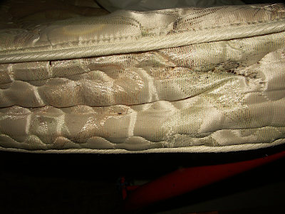 bed bugs on the matress