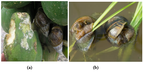 Hama-hama moluska: (a) Achatina fullica; (b) Pomacea canaliculata