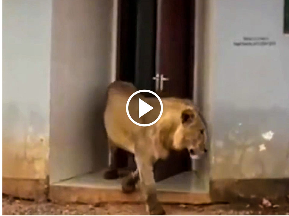 Shocking video of a Lioness coming out from a Gents TOILET goes Viral