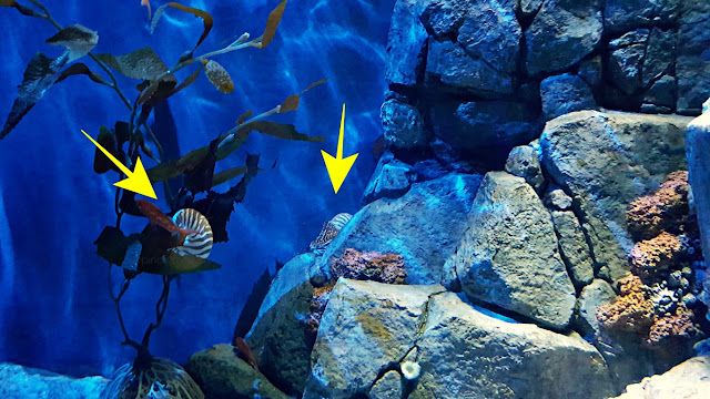 the nautilus live and swimming at S.E.A. Aquarium of Resorts World Sentosa, Singapore