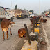 मोकाट गाय बैल म्हैस वासरू यांची व्यवस्था करा व अपघातापासून मुक्त करा :- गोसेवक नितीन जाधव गोगलगावकर यांचे प्रतिपादन.
