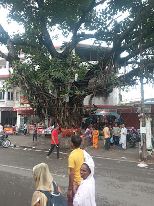 A beautiful ancient Banyan tree on Upper Road of Haridwar.