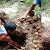 Granat Aktif Jaman Belanda 206 Biji ditemukan Warga di Desa Kandangan