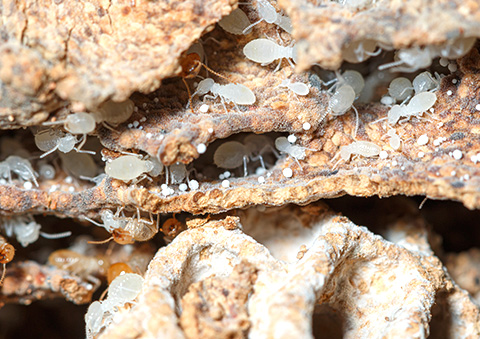 Effective Ants Exterminator Jamaica: Keep Your Home Pest-Free 