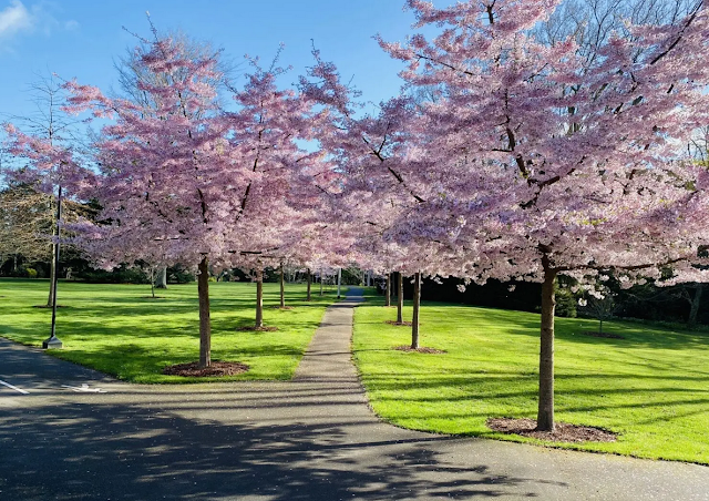 Prunus 'Awanui'