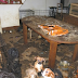 Canine HOUSE Mum and two little girls made £125k running 'monstrous' pup ranch keeping 'malnourished' canines in awful circumstances