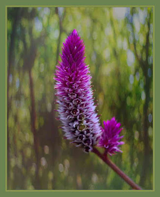 Pink Flower