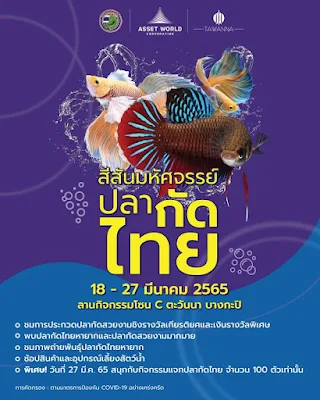 งานประกวดปลากัด สีสันมหัศจรรย์ปลากัดไทย บางกะปิ 2565