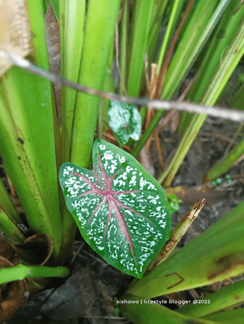 jenis-pokok-keladi-liar-viral