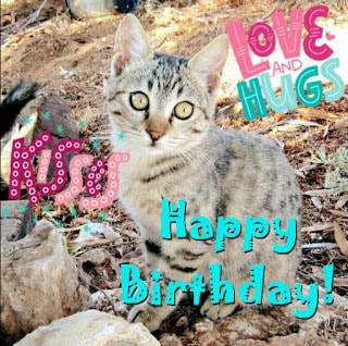 Happy birthday greeting cards- cats