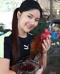 Sabung Ayam Live Situs Sv388 Terpercaya