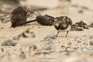 Wildlifefotografie Helgoland Düne Steinwälzer