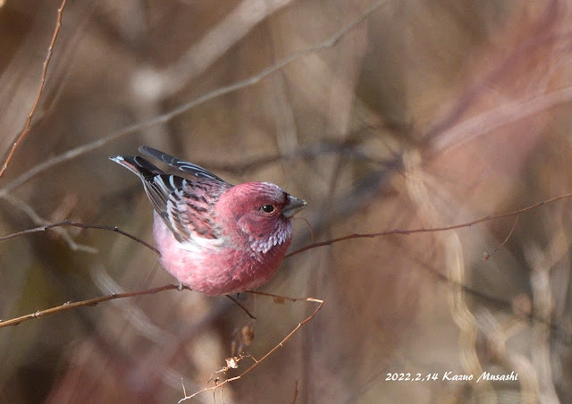 宮城の野鳥