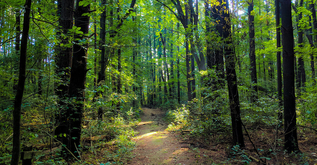 footpath through woods